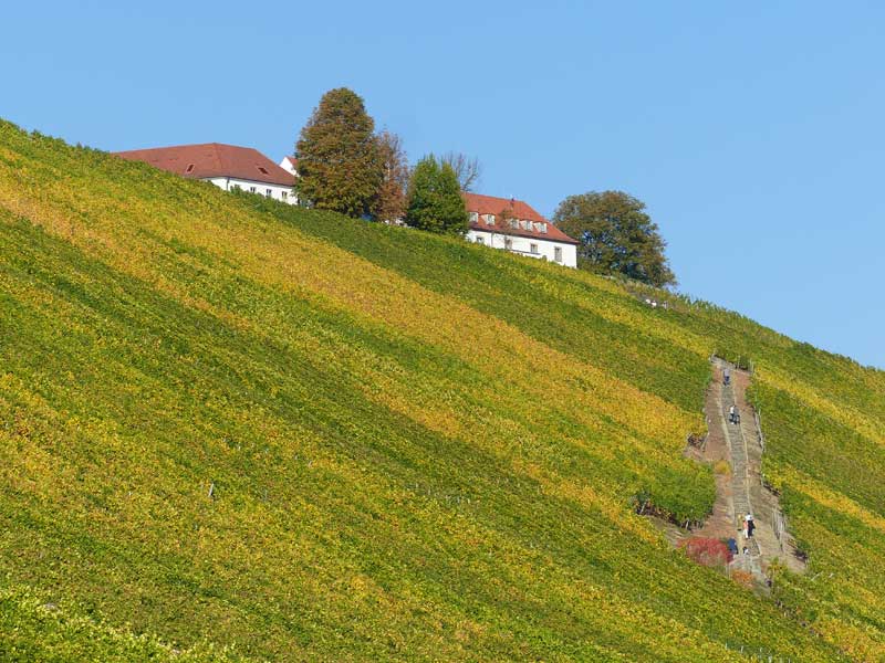 Weinberg