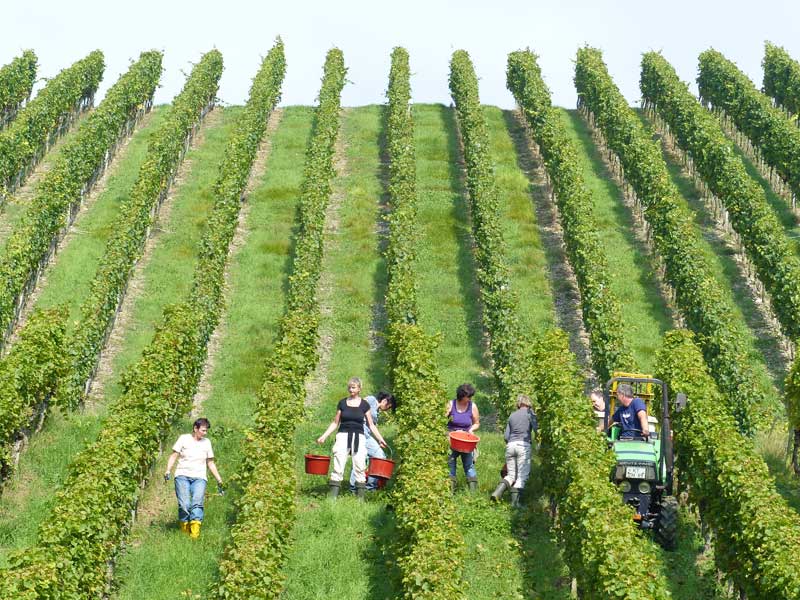 die Ernte einholen
